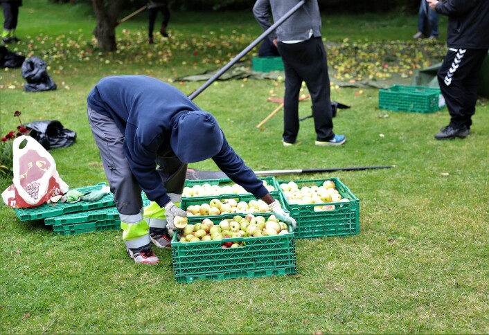 Det blir fort noen kasser epler i hver hage. Foto: André Kjernsli