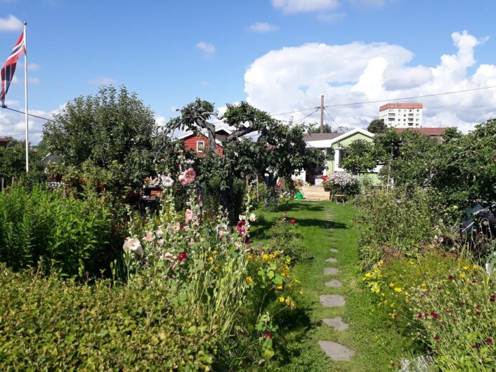 Rodeløkkens kolonihager. Foto: Ida Dihle Rodeløkkens kolonihager. Foto: Ida Dihle