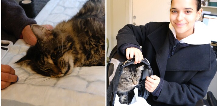 35 katter kastrert på en dag, hos dyreklinikken på Grünerløkka. Folk strømmet til