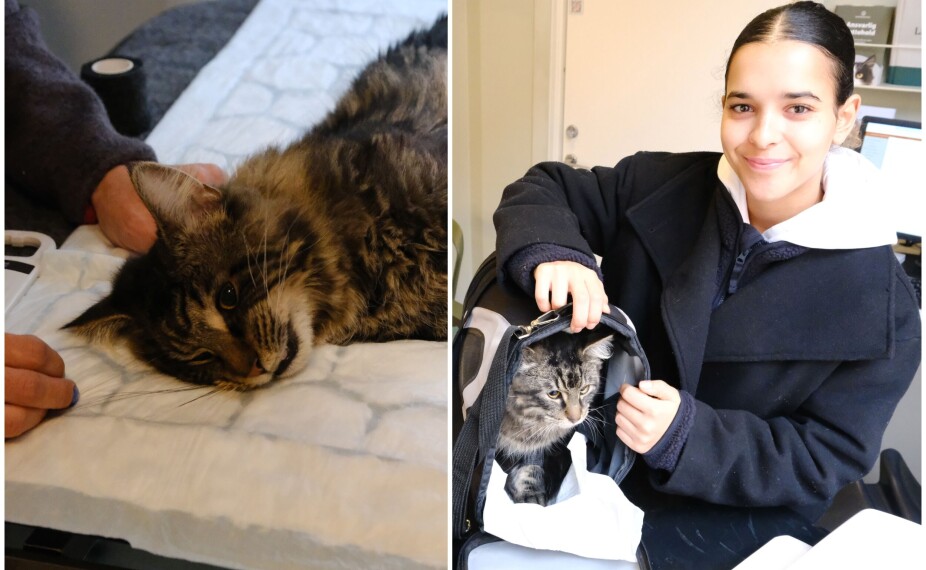 35 katter kastrert på en dag, hos dyreklinikken på Grünerløkka. Folk strømmet til