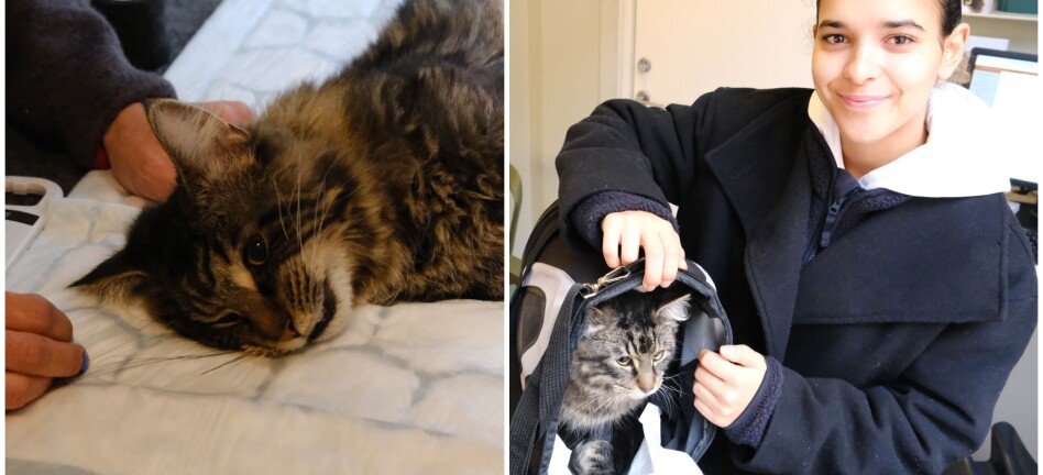 35 katter kastrert på en dag, hos dyreklinikken på Grünerløkka. Folk strømmet til