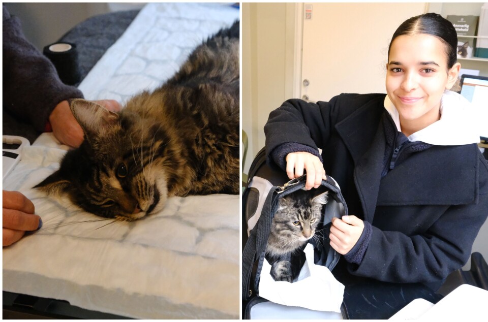 35 katter kastrert på en dag, hos dyreklinikken på Grünerløkka. Folk strømmet til