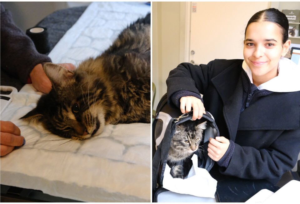 35 katter kastrert på en dag, hos dyreklinikken på Grünerløkka. Folk strømmet til