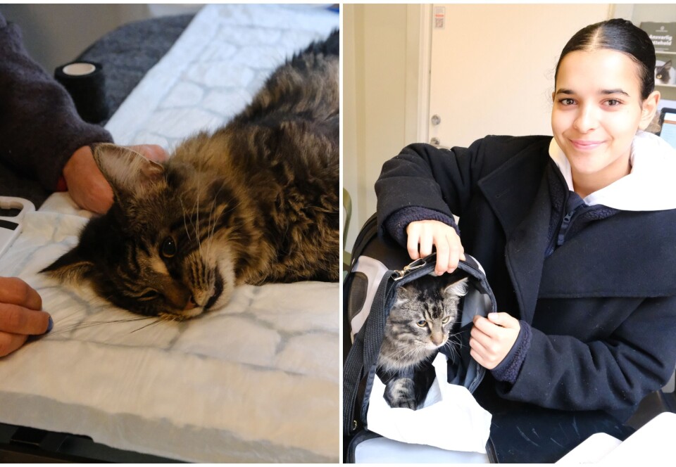 35 katter kastrert på en dag, hos dyreklinikken på Grünerløkka. Folk strømmet til