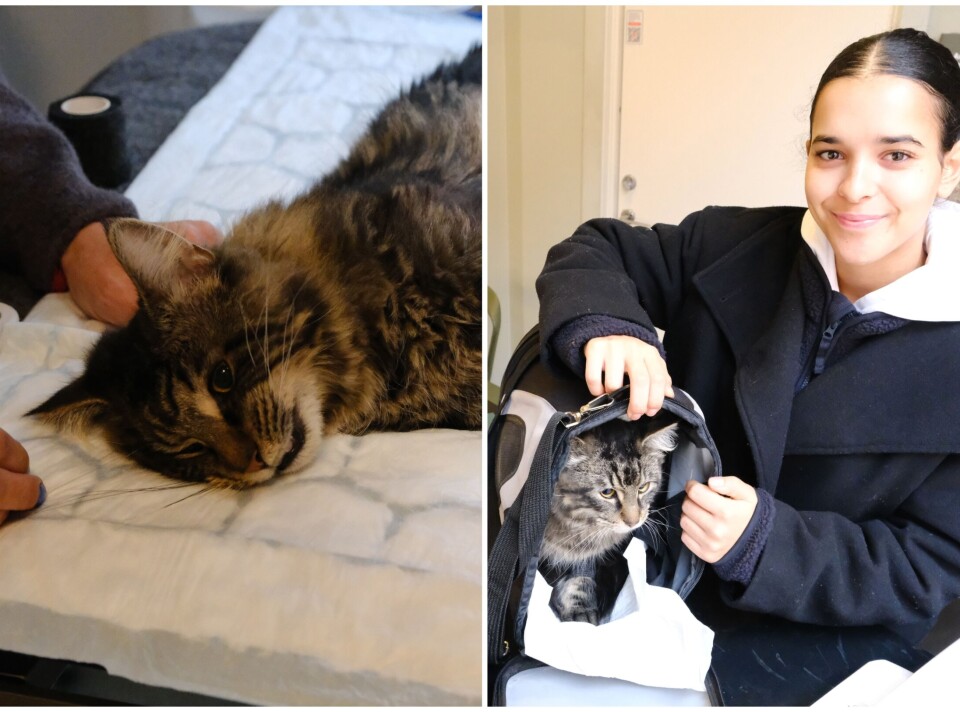 35 katter kastrert på en dag, hos dyreklinikken på Grünerløkka. Folk strømmet til