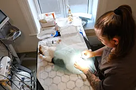 Caroline Holtet på Lisaklinikken tilbyr gratis kastrering denne mandagen. 