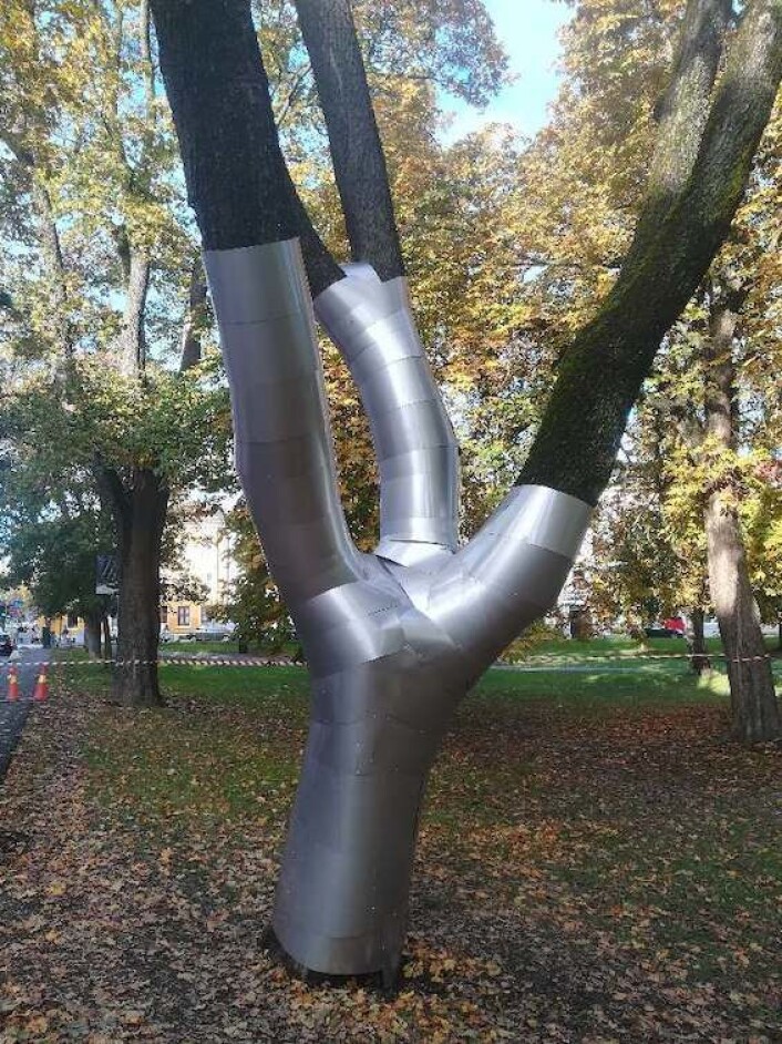 Til våren skal dette treet hugges. I mellomtiden skal det pyntes med stålplater. Foto: Kulturbyrået Mesén Til våren skal dette treet hugges. I mellomtiden skal det pyntes med stålplater. Foto: Kulturbyrået Mesén