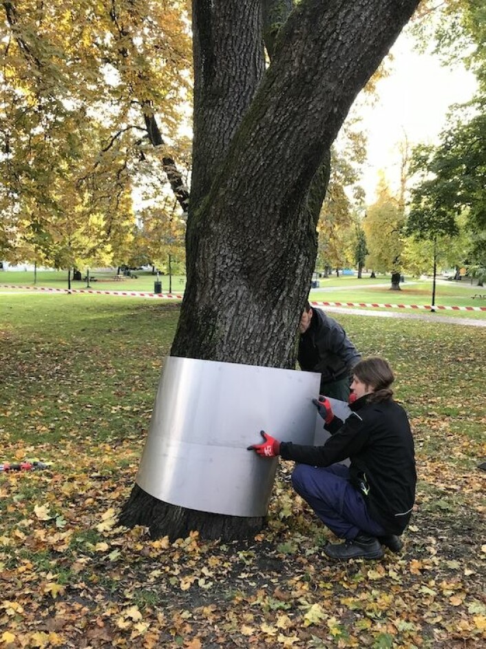 Er rustningen et tiltak for å beskytte treet eller for langsomt å kvele det? Antti Laitinens kunst er humoristisk og absurd. Foto: Kulturbyrået Mesén