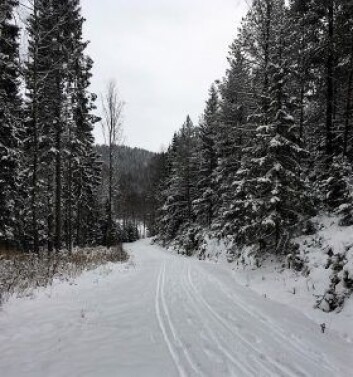 Fortsatt er det litt lite og for løs snø til at det kan prepareres med løypemaskiner, beretter bymiljøetaten på Facebook. Foto: Atle Rømo Fortsatt er det litt lite og for løs snø til at det kan prepareres med løypemaskiner, beretter bymiljøetaten på Facebook. Foto: Atle Rømo