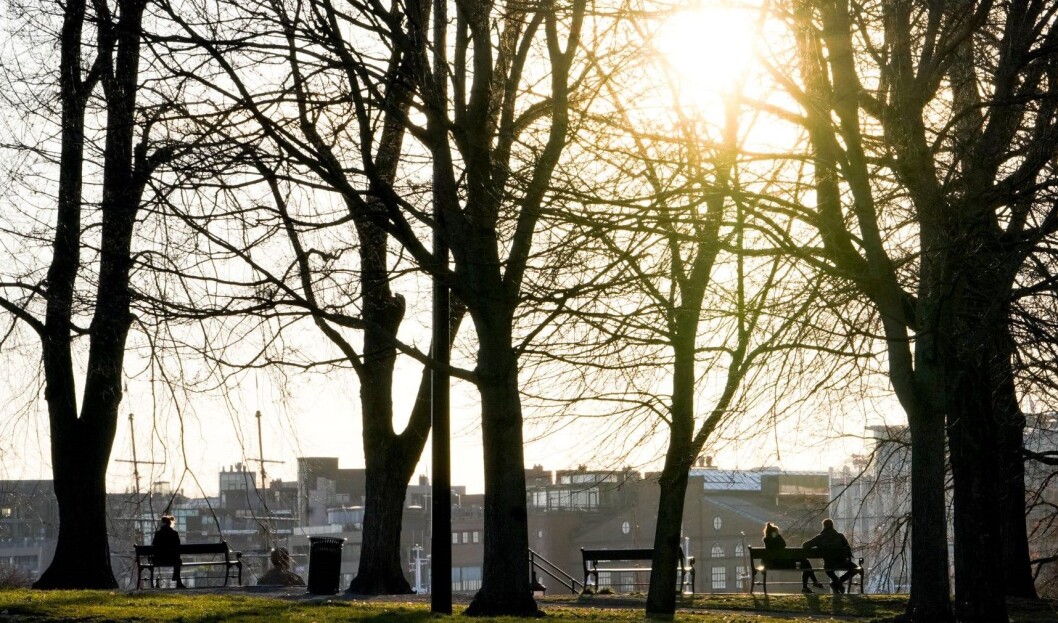 Bymiljøetaten vil plante 100.000 nye trær i Oslo innen 2030. Foto: Fredrik Hagen / NTB scanpix Bymiljøetaten vil plante 100.000 nye trær i Oslo innen 2030. Foto: Fredrik Hagen / NTB scanpix