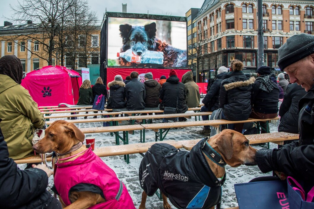 Mens filmen pågikk begynte det å snø, men det ble en koselig kinostund. Foto: Karin Beate Nøsterud / Film fra Sør Mens filmen pågikk begynte det å snø, men det ble en koselig kinostund. Foto: Karin Beate Nøsterud / Film fra Sør