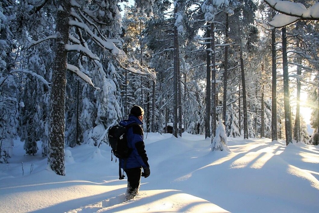 Mot lyset i Østmarka. Foto: Steinar Saghaug Mot lyset i Østmarka. Foto: Steinar Saghaug