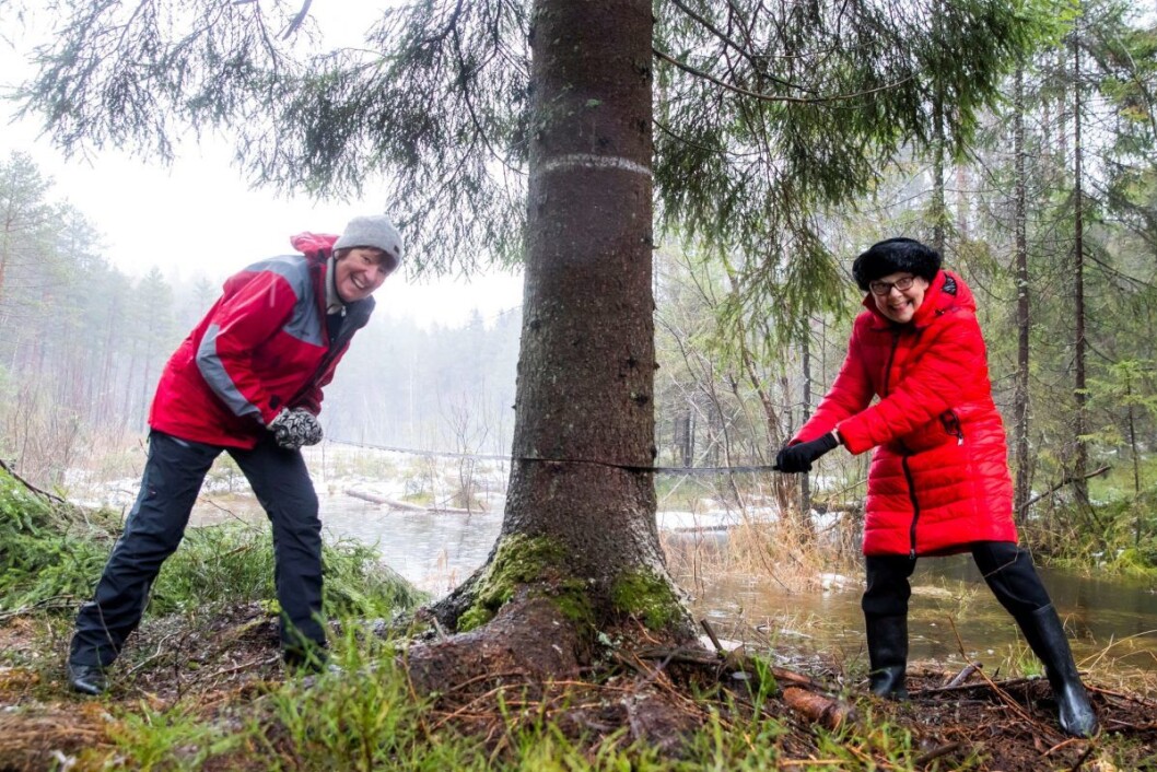 Ordfører Marianne Borgen (SV) (t.v.) og Ruth Bush, som er borgermester i London-bydelen Westminster, sager i treet som skal stå på Trafalgar Square i London i jula. Grantreet, som er ca 24 meter høyt og omtrent 80 år gammelt, har inntil nå stått i ved Grønmo i Østmarka. Foto: Håkon Mosvold Larsen / NTB scanpix Ordfører Marianne Borgen (SV) (t.v.) og Ruth Bush, som er borgermester i London-bydelen Westminster, sager i treet som skal stå på Trafalgar Square i London i jula. Grantreet, som er ca 24 meter høyt og omtrent 80 år gammelt, har inntil nå stått i ved Grønmo i Østmarka. Foto: Håkon Mosvold Larsen / NTB scanpix
