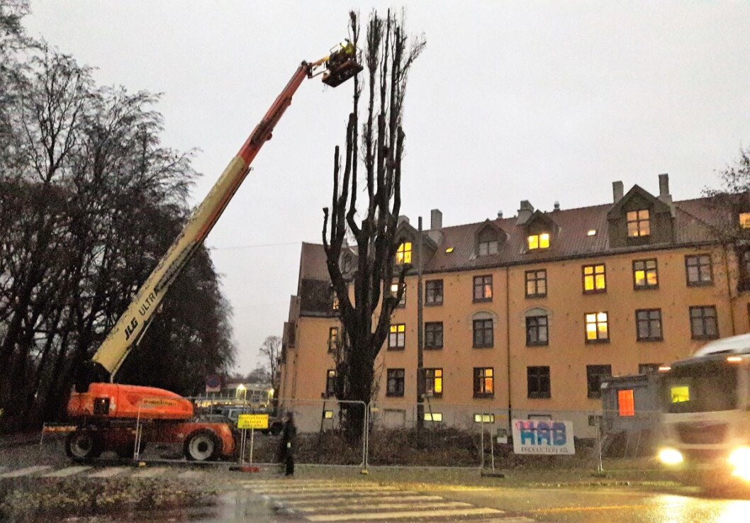 På ettermiddagen sto bare stammeverket igjen av det over 30 meter høye treet. Foto: Anders Høilund På ettermiddagen sto bare stammeverket igjen av det over 30 meter høye treet. Foto: Anders Høilund