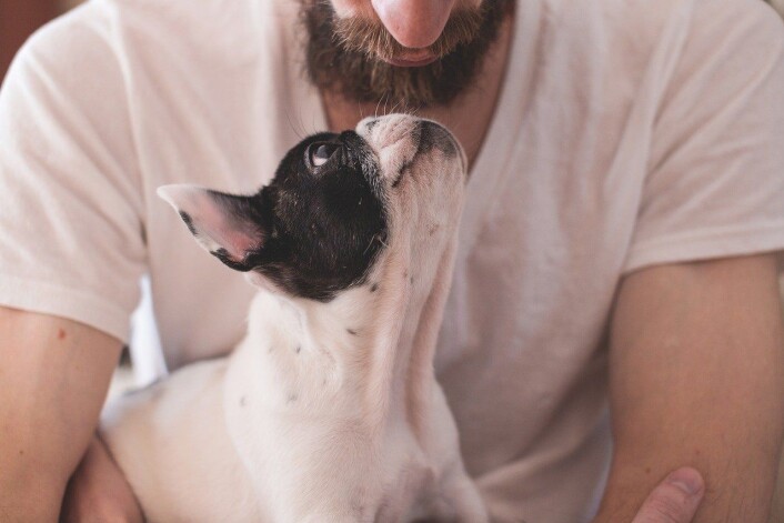 Hund og hundeeier i skjønn forening. Foto: Pixabay Hund og hundeeier i skjønn forening. Foto: Pixabay