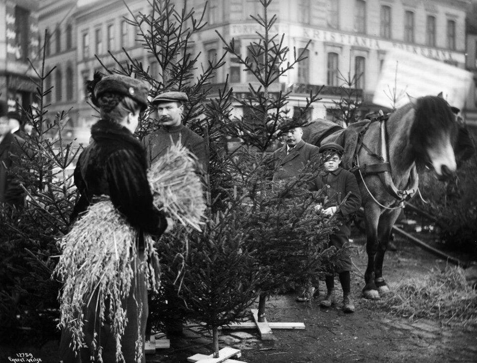 Juletresalg på Youngstorget, 1910. Foto. Anders B. Wilse