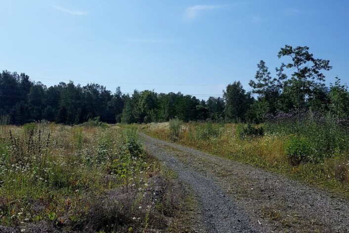 Det er frodig på Engebråten på sommeren. Her vil det gro godt. Foto: Alette Elvenes Det er frodig på Engebråten på sommeren. Her vil det gro godt. Foto: Alette Elvenes
