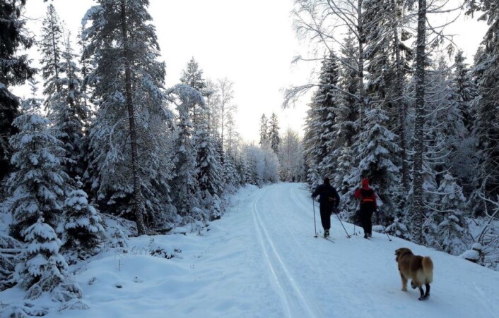 Desembersola orker såvidt å klatre så høyt at den kommer over åsen. Den varmer ikke mye, men den gjør skogens vinterdrakt vakker. Foto: Anders Høilund Desembersola orker såvidt å klatre så høyt at den kommer over åsen. Den varmer ikke mye, men den gjør skogens vinterdrakt vakker. Foto: Anders Høilund