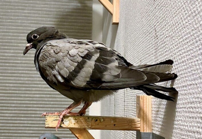 Karl jr. er her snart klar for å fortsette livet som bydue i Oslo. Foto: Agnes Pysz Karl jr. er her snart klar for å fortsette livet som bydue i Oslo. Foto: Agnes Pysz