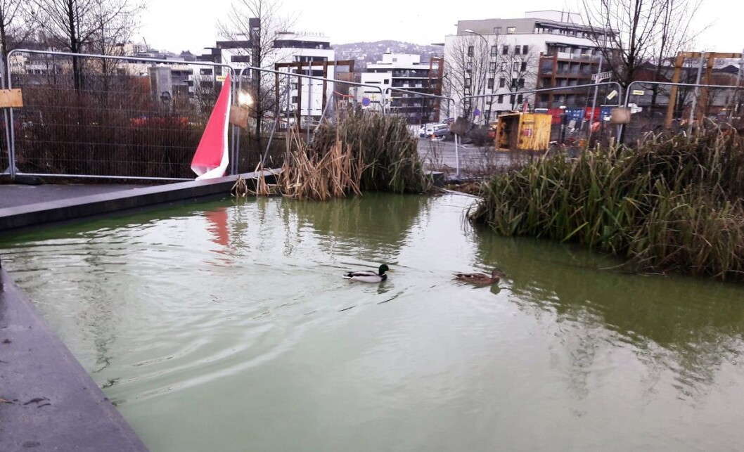 Vann- og avløpsetaten har farget Hovinbekken grønn nedenfor Marienfryd. Det er en mulig lekkasje inn i en byggegrop som må undersøkes. Foto: Anders Høilund Vann- og avløpsetaten har farget Hovinbekken grønn nedenfor Marienfryd. Det er en mulig lekkasje inn i en byggegrop som må undersøkes. Foto: Anders Høilund