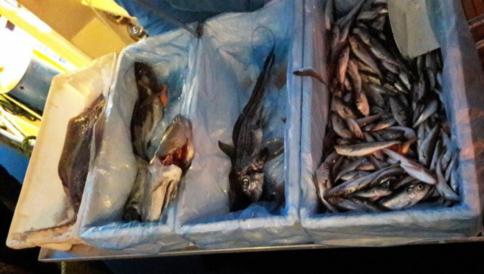 I tillegg til rekene kan fiskerne tilby en variasjon av fisk til kundene ved Rådhuskaia. Her er fra venstre, piggskate, torsk, havmus og en kasse med blanding av øyepål, hvitting og sild. Foto: Anders Høilund