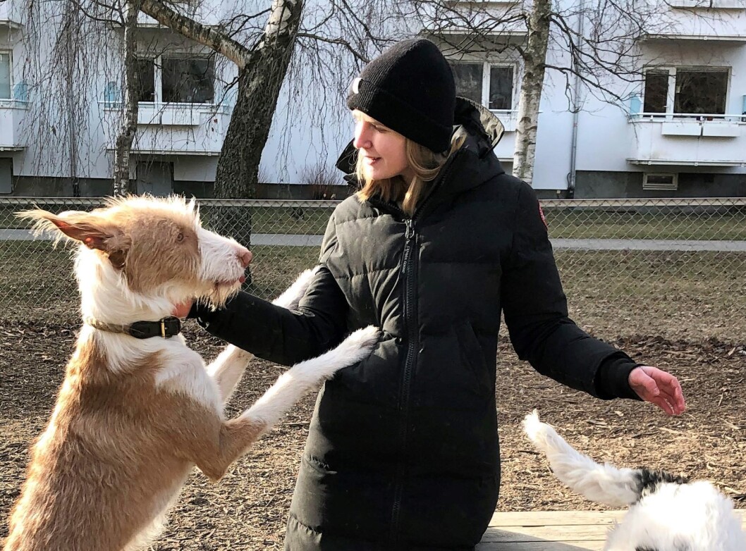 Iladalen hundepark er en av de få hundeparkene på St. Hanshaugen. Her lufter Frida Eggum Jakobsen sitt familiemedlem. Foto: Hans Bastian Borg Iladalen hundepark er en av de få hundeparkene på St. Hanshaugen. Her lufter Frida Eggum Jakobsen sitt familiemedlem. Foto: Hans Bastian Borg