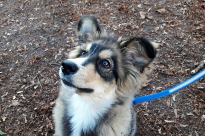 Valpen Senja er en av hundene som sokner til områdene rundt Sofienbergparken. Hundeeksperter sier at det er viktig for valper å bli sosialisert med andre hunder. Det blir de i en hundepark. Foto: Anders Høilund Valpen Senja er en av hundene som sokner til områdene rundt Sofienbergparken. Hundeeksperter sier at det er viktig for valper å bli sosialisert med andre hunder. Det blir de i en hundepark. Foto: Anders Høilund