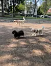 Hunder i hundepark i Oslo