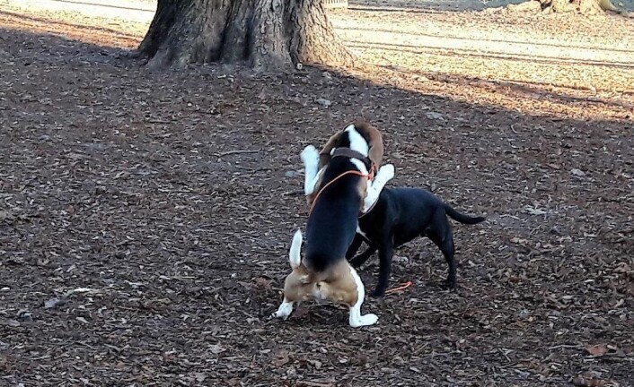 Flere steder i byen ønsker hundeeierne inngjerdede områder hvor de kan slippe hundene løs. Foto: Anders Høilund Flere steder i byen ønsker hundeeierne inngjerdede områder hvor de kan slippe hundene løs. Foto: Anders Høilund