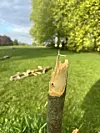 Skadeverk i Torshovparken.
