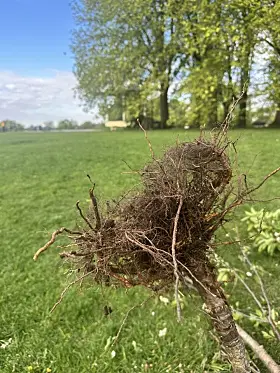 Skadeverk i Torshovparken.