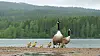 Kanadagjess i Oslomarka.