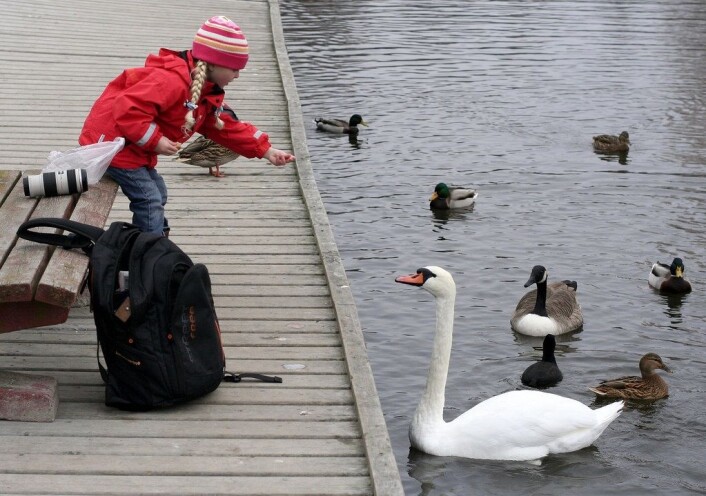 Ender og gjes skal ikke mates med gjærbakst men helst med kost de spiser til vanlig. Illustrasjonsfoto: <a href="https://www.flickr.com/photos/balsamia/1754958088/in/photolist-3F5BU5-886qTc-889BwC-54maMH-889ADG-886nJB-886ptt-889yDb-886m4K-886r3R-889zfy-889An1-886o2e-52fx6w-4yYAhH-886mVc-886ohg-4yYA3z-886oZD-54mazT-889BdU-52fxmE-52fxds-52bh5e-889zKC-52fwuY-4yYADT-52bhxR-52bgX2-886n1n-4z3QQ5-4z3QVh-52bhhM-52bhec-52bh8M-4z3Qsw-52bguz-52fwo7-52fwt3-52bhGe-7sq7dq-52bhbt-4z3R5G-52fwDS-iJESUX-4z3QvC-52fwzG-52fwBS-3RUnBS-52bgYK"> Balsamia</a> Ender og gjes skal ikke mates med gjærbakst men helst med kost de spiser til vanlig. Illustrasjonsfoto: <a href="https://www.flickr.com/photos/balsamia/1754958088/in/photolist-3F5BU5-886qTc-889BwC-54maMH-889ADG-886nJB-886ptt-889yDb-886m4K-886r3R-889zfy-889An1-886o2e-52fx6w-4yYAhH-886mVc-886ohg-4yYA3z-886oZD-54mazT-889BdU-52fxmE-52fxds-52bh5e-889zKC-52fwuY-4yYADT-52bhxR-52bgX2-886n1n-4z3QQ5-4z3QVh-52bhhM-52bhec-52bh8M-4z3Qsw-52bguz-52fwo7-52fwt3-52bhGe-7sq7dq-52bhbt-4z3R5G-52fwDS-iJESUX-4z3QvC-52fwzG-52fwBS-3RUnBS-52bgYK"> Balsamia</a>