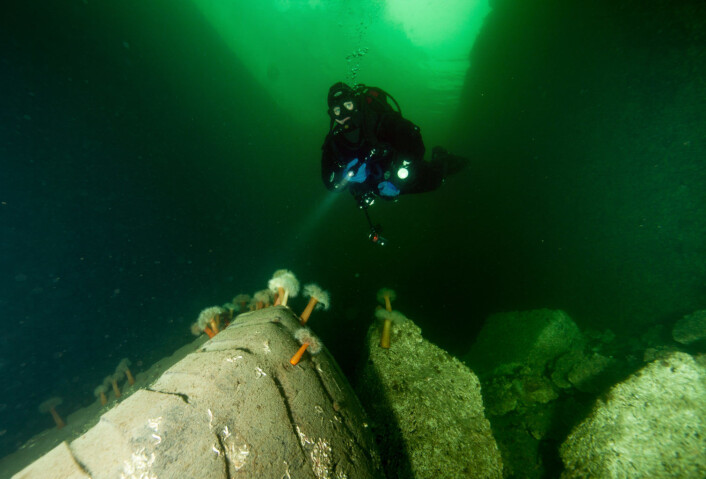 Hummerne har begynt å innta de kunstige revene utenfor Tjuvholmen. Foto: Rune E. Haldorsen Hummerne har begynt å innta de kunstige revene utenfor Tjuvholmen. Foto: Rune E. Haldorsen