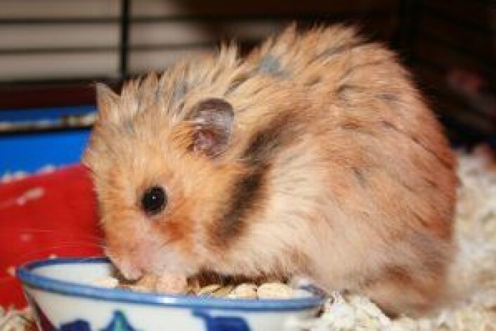 Hamster funnet gjemt og avmagret i et bur i en kjellerbod. Foto: DOOA Hamster funnet gjemt og avmagret i et bur i en kjellerbod. Foto: DOOA