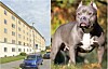 Schweigaards gate 98 ved Galgeberg Foto: Google maps Forbudt hunderase i Norge såkalt breed American Bully Foto: Creative Commons