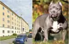 Schweigaards gate 98 ved Galgeberg Foto: Google maps Forbudt hunderase i Norge såkalt breed American Bully Foto: Creative Commons