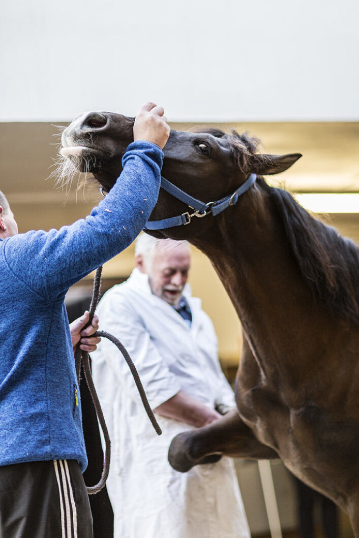 Hvor har du vondt? Veterinæren kan ikke spørre pasienten, men må tyde og forstå hestens reaksjoner for å stille diagnosen Foto: Stine Raastad Hvor har du vondt? Veterinæren kan ikke spørre pasienten, men må tyde og forstå hestens reaksjoner for å stille diagnosen Foto: Stine Raastad