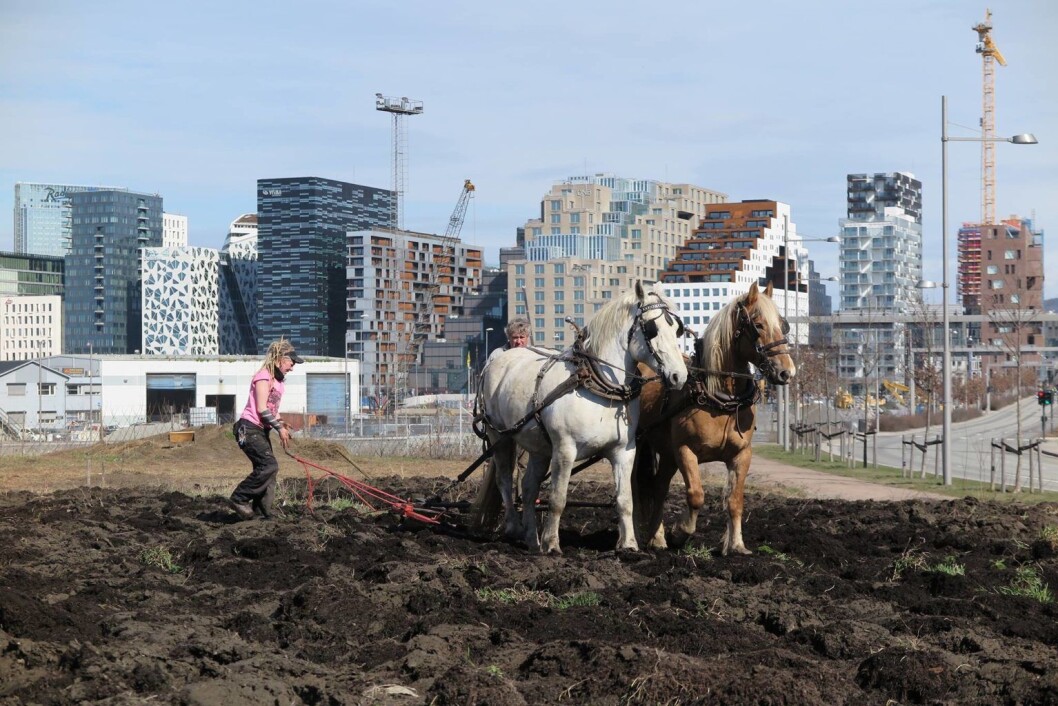 Elever fra Natur videregående skole og Bybonden i full sving på Losæter (dedikert til kunst og urbant landbruk i et område i Bjørvika) i april i fjor, med Barcode i bakgrunnen. Foto: Losæter Elever fra Natur videregående skole og Bybonden i full sving på Losæter (dedikert til kunst og urbant landbruk i et område i Bjørvika) i april i fjor, med Barcode i bakgrunnen. Foto: Losæter