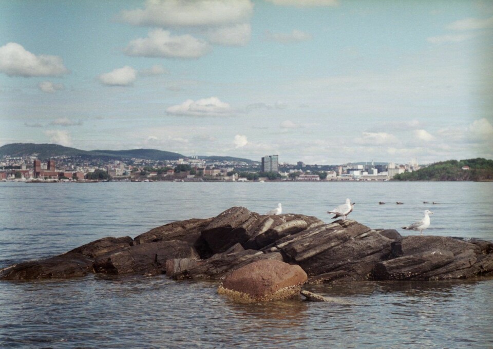 Bleikøya er hekkeparadis for flere sjøfugler. Foto: Andrea Addante