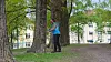 Almetrærne i Torshovparken vaksineres mot almesyken.