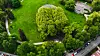 Almetrærne i Torshovparken