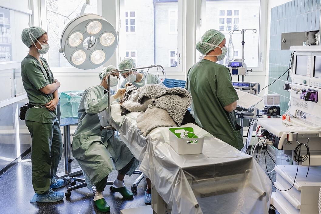 En operasjon på en hund er like krevende som en operasjon på eieren. Foto: Stine Raastad En operasjon på en hund er like krevende som en operasjon på eieren. Foto: Stine Raastad