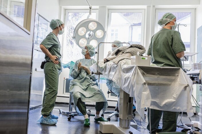 Operasjonen er ferdig, og nå skal dyret våkne. Foto Stine Raastad Operasjonen er ferdig, og nå skal dyret våkne. Foto Stine Raastad
