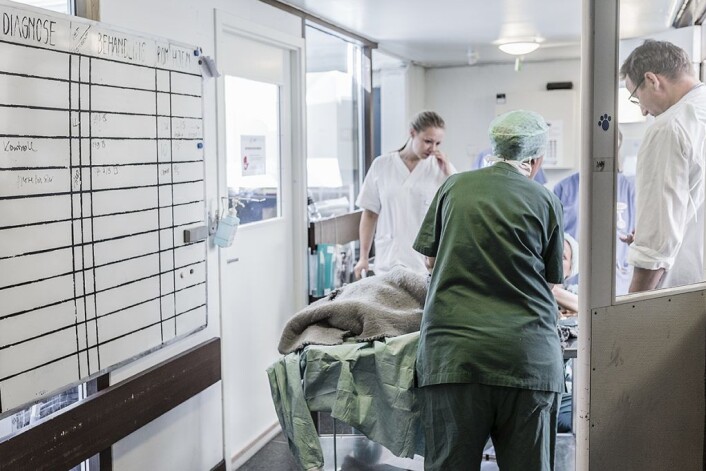 En hund våkner etter operasjonen til fremmede lukter, fremmed sted og ukjente mennesker. Den blir urolig, men får straks beroligende medisin. Foto: Stine Raastad En hund våkner etter operasjonen til fremmede lukter, fremmed sted og ukjente mennesker. Den blir urolig, men får straks beroligende medisin. Foto: Stine Raastad