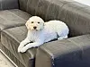 Hundeglede