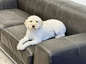 Hundeglede