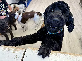 Hundeglede
