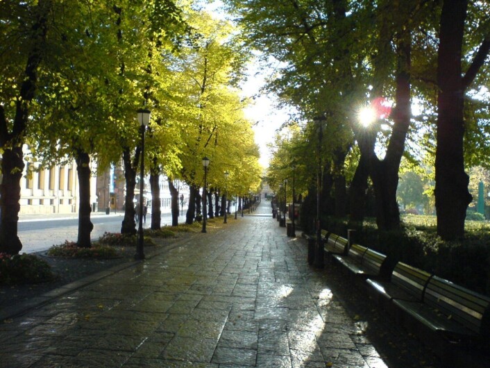 Steinhellene langs Karl Johans gate er mange steder i ferd med å gå helt i oppløsning. Illustrasjonsfotro: Wikimedia Steinhellene langs Karl Johans gate er mange steder i ferd med å gå helt i oppløsning. Illustrasjonsfotro: Wikimedia