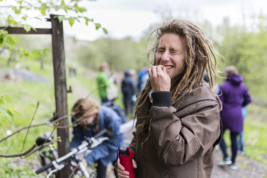 Ryllik smaker friskt og ganske sterkt. Foto: Stine Raastad Ryllik smaker friskt og ganske sterkt. Foto: Stine Raastad